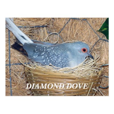  مغامرات عضو على جزيره مهجوره  Diamond_dove_on_nest_postcard-p239198782207740127qibm_400