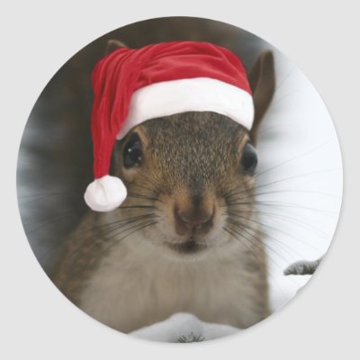 Squirrels! Santa_squirrel_sticker-p217893737731647165qjcl_400