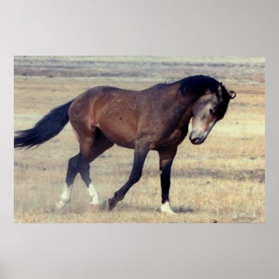 My Horse Characters! Utah_wild_mustang_poster-p228246715900693532trma_400
