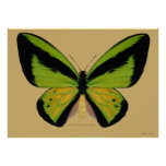 Mariposas del mundo. Mariposa_birdwing_masculina_de_goliat_impresiones-r3e562d37dca94d77a7c68d716ed9d682_cb7_152