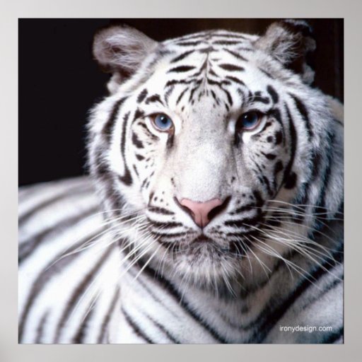 Inscripciones mascotas Tigre_de_bengala_blanco_impresiones-r2c20347ef9224d2da573f5c003f73e6d_w2g_8byvr_512