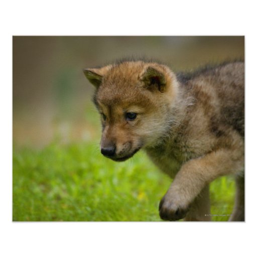 Aquí vivimos!  - Página 19 Un_lobo_del_bebe_posters-r01c1c6d1540343fa802e870bb221db39_wv3_8byvr_512