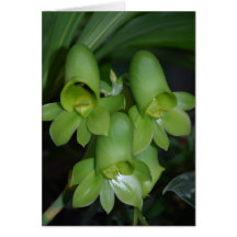 Catasetum expansum Orchidee_verte_de_catasetum_fleur_femelle_carte-rc5a0e79b46bd4f29a9485293455ce7c8_xvuat_8byvr_216