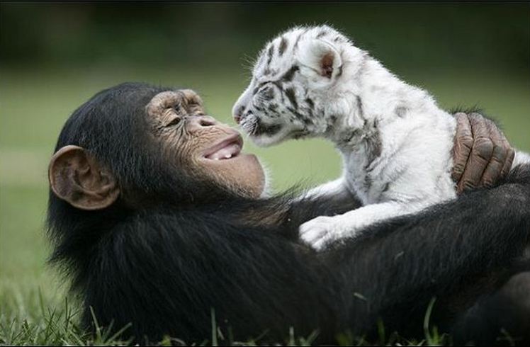 Citations sur l'amour Chimpanze.et.tigron