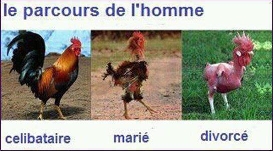 HOMMES - FEMMES - Page 17 Coq-situation-amoureuse