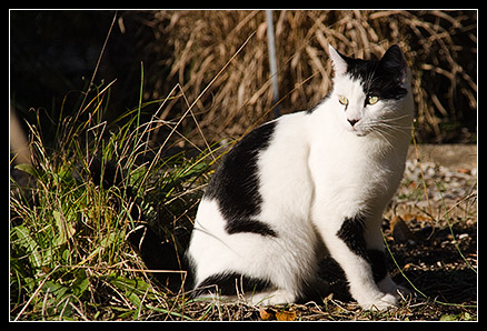 Oyé oyé l'histoire du Chatounet ! ChatJardinBotanique