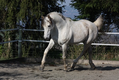 Un talon Kabyle