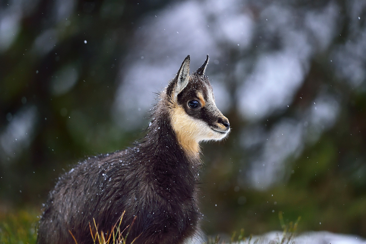 Chamois dans les Vosges D4S_3885