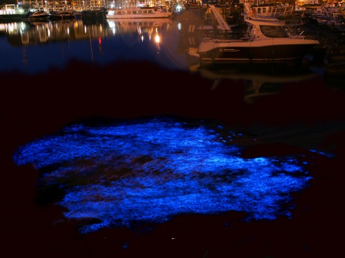 ما سر البريق الأزرق لأمواج البحر ليلا ؟! Noctiluca_scintillans-500x374