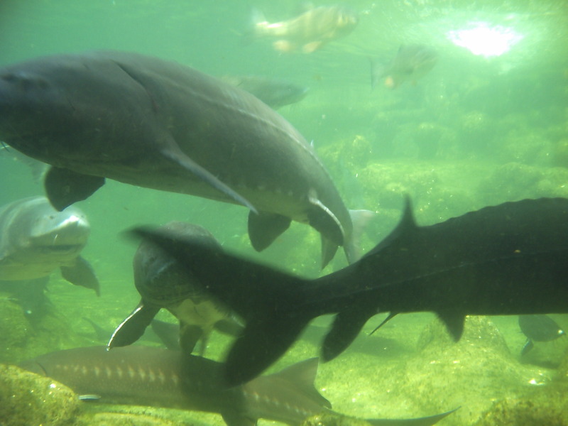 LIEUX INSOLITES,ORIGINAUX,MÉCONNUS en France(suite) Poissons