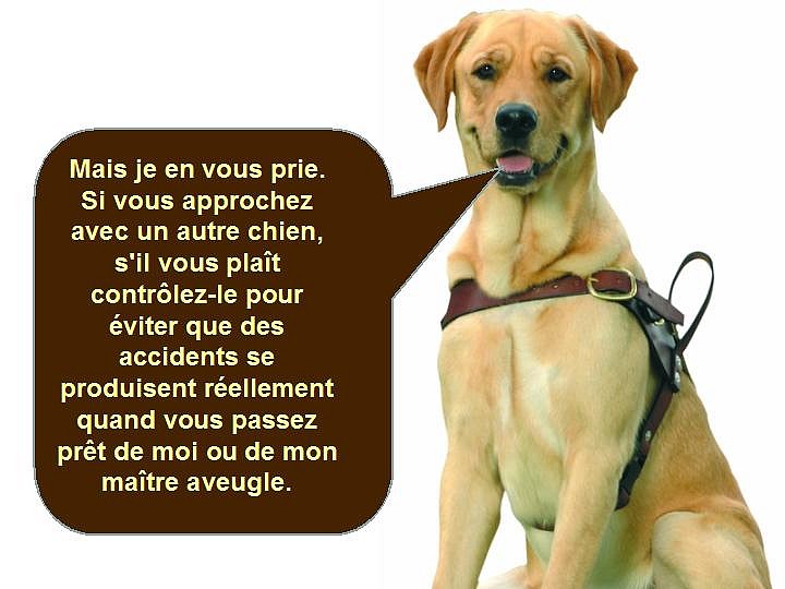 CHIENS D'AVEUGLES F306e6d9