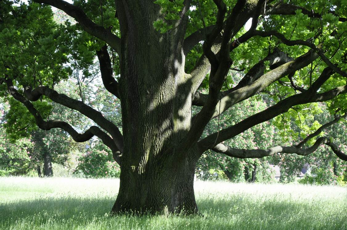 Ihr schlagt mir blaue Flecken, ihr nennt es Schmerz, ich nenne es Kunst Baum_28