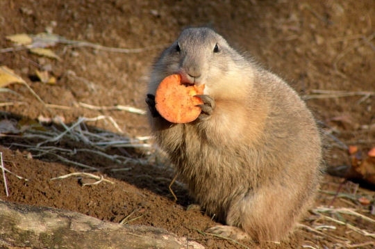 Le trombinoscope ! Hell yeah. Gouter-marmotte-270949