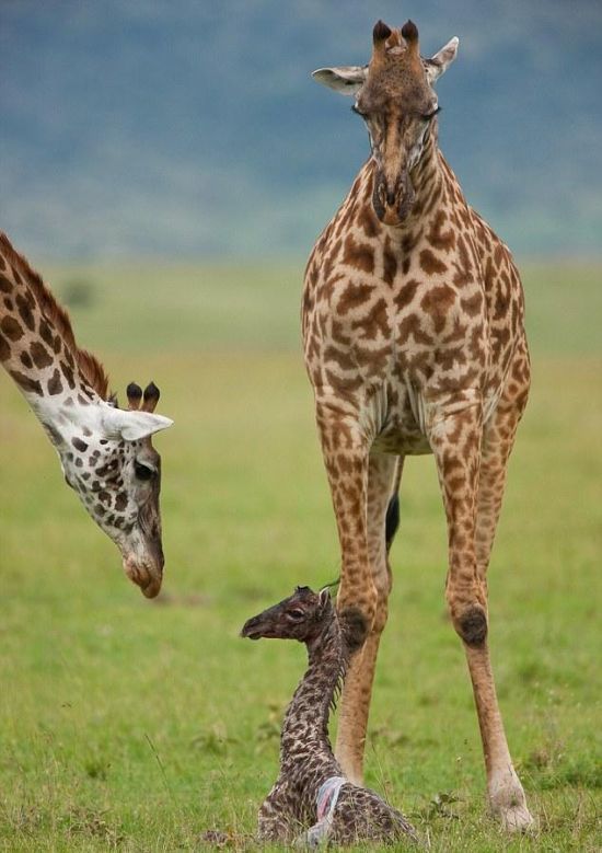 Les premiers moments de la vie d'une girafe 007