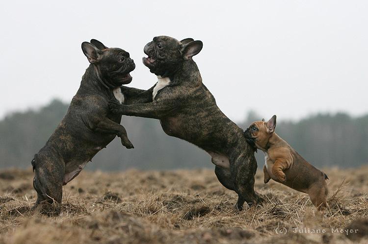 Chiens et chiots Action_007