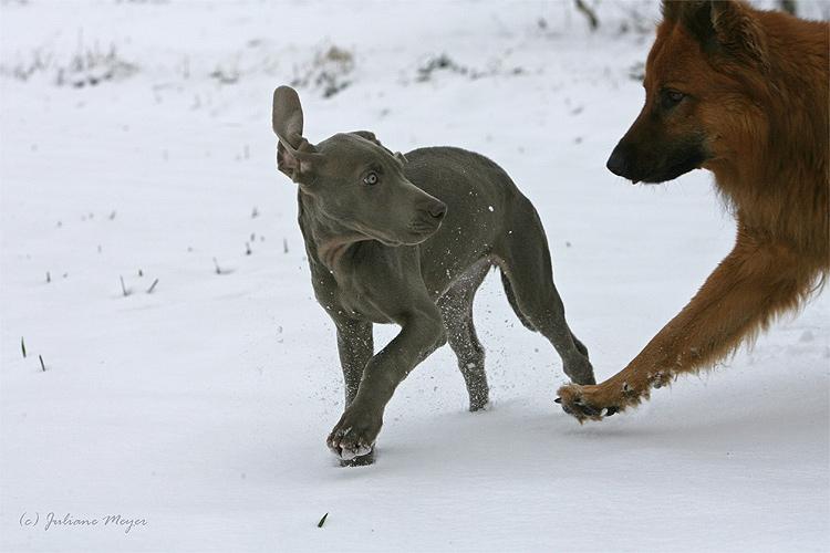 Chiens et chiots Action_030