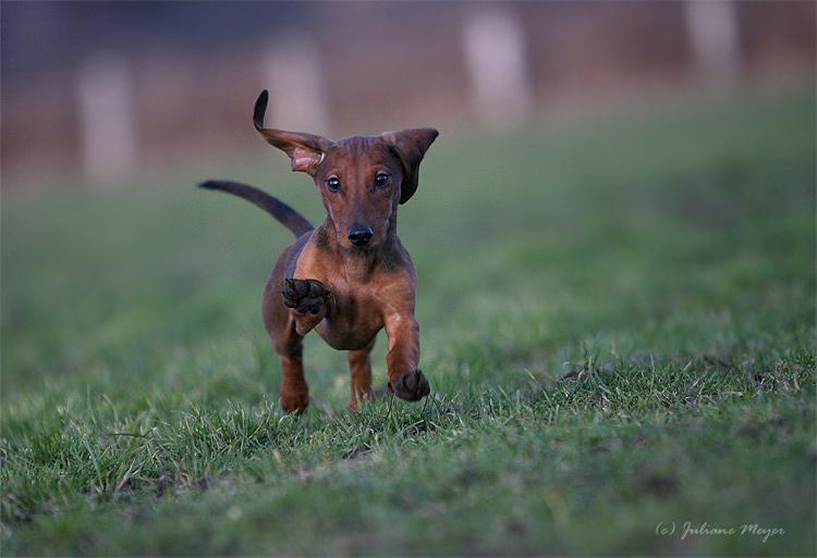 Chiens et chiots Action_032