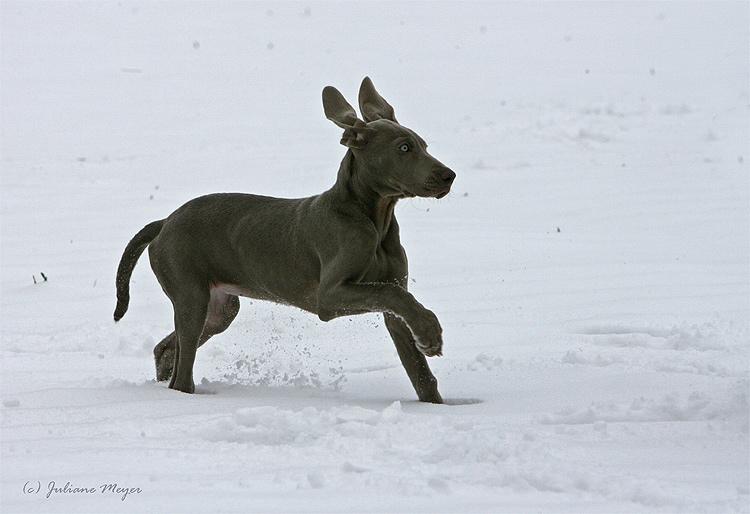 Chiens et chiots Action_033