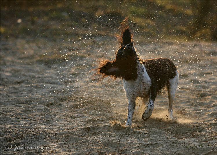 Chiens et chiots Action_040