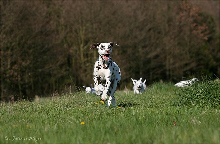 Chiens et chiots Action_049