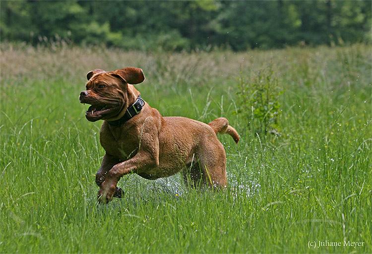 Chiens et chiots Action_064