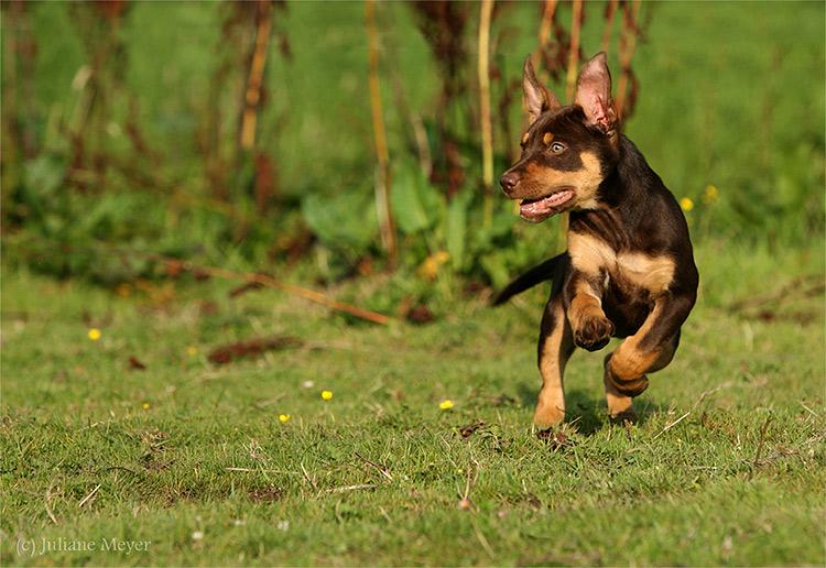 Chiens et chiots Action_075