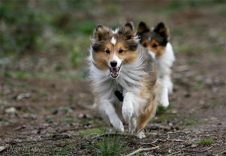 Chiens et chiots Action_087