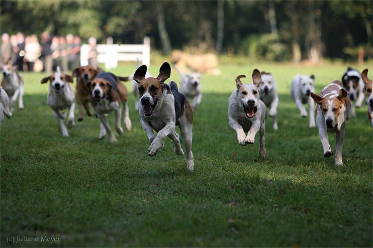 Chiens et chiots Action_088