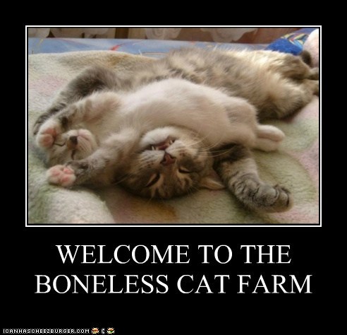 apesanteurs - Page 4 4a290_funny-pictures-welcome-to-the-boneless-cat-farm
