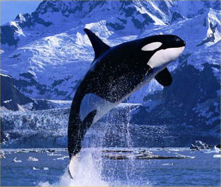 Any idea? Killer_whale