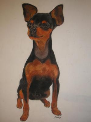 est ce un pinscher ?? Ratier