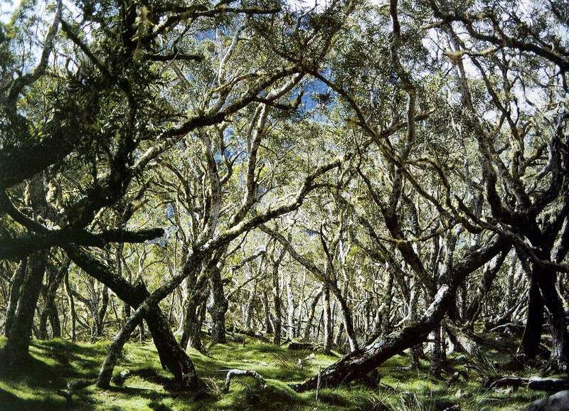 La forêt Foret_tamarins