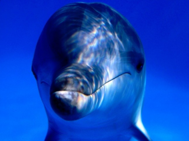 Ahora digan que los animales no sonrien Dolphin_3-647x485