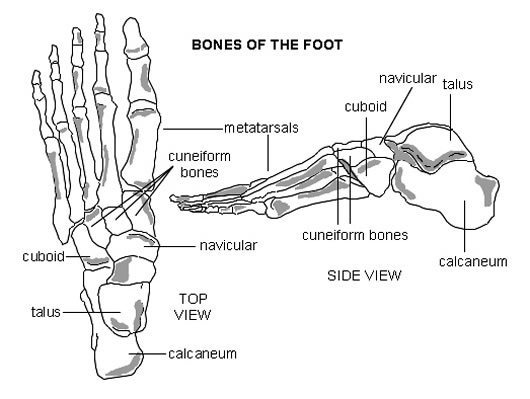Terminology Associated With Charcot Foot Foot_bones_diagram