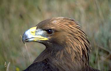 طائر السنونو Aigle