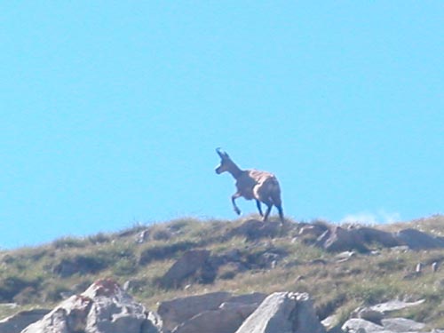 [Pralognan]L'été à Pralognan Chamois