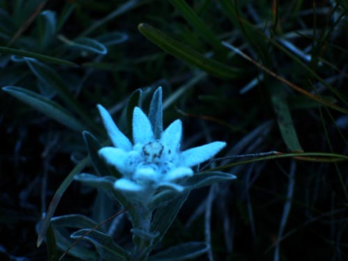 [Pralognan]L'été à Pralognan Edelweiss