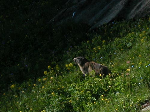 [Pralognan]L'été à Pralognan Marmotte2