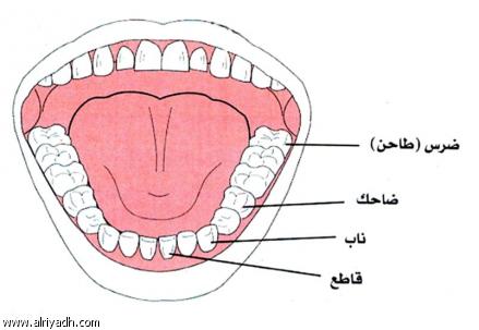 ملف عن الاسنان 045016