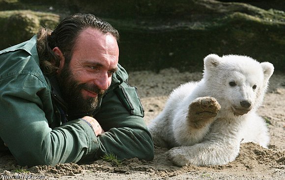 وفاة الدب القطبي في ألمانيا (كنوت) 381241448921