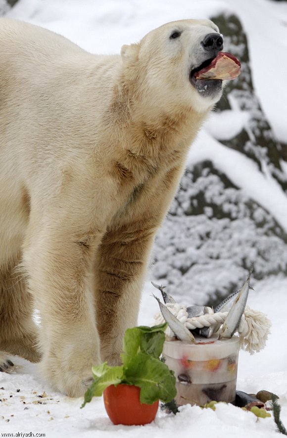 وفاة الدب القطبي في ألمانيا (كنوت) 927885190815