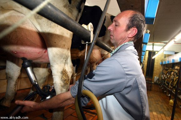 تلوث الحليب بروث الحيوانات في مزارع الألبان أمر لا يمكن تجنبه 200826798010