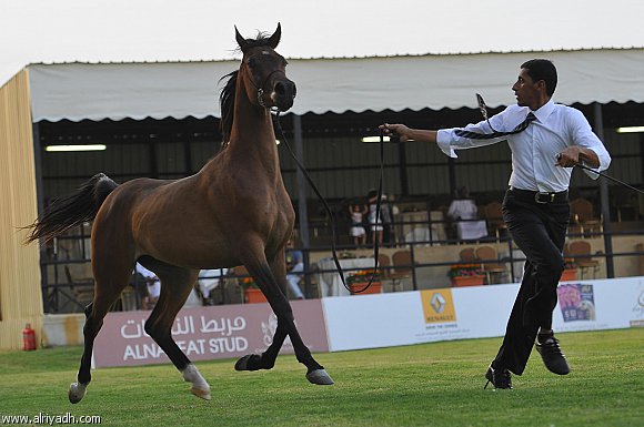 جمال الخيل العربية في مزرعة الخالدية  234809412338