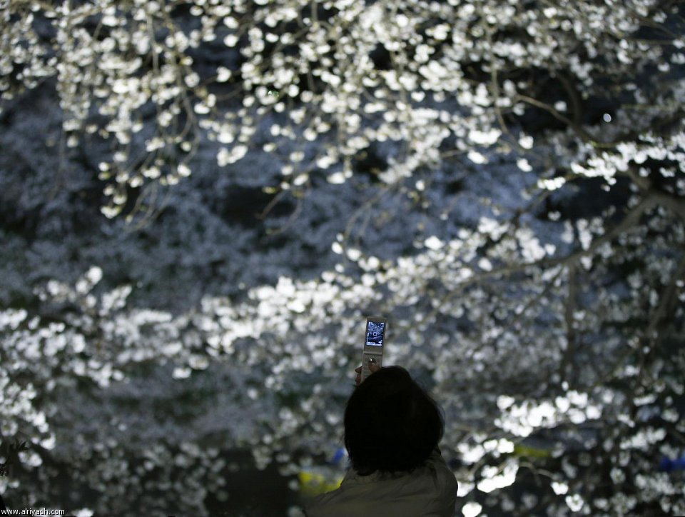 بالصور اليابان تستظل بـ"أشجار الكرز" 247212563641