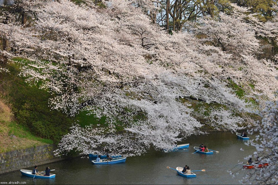 بالصور اليابان تستظل بـ"أشجار الكرز" 362132398411