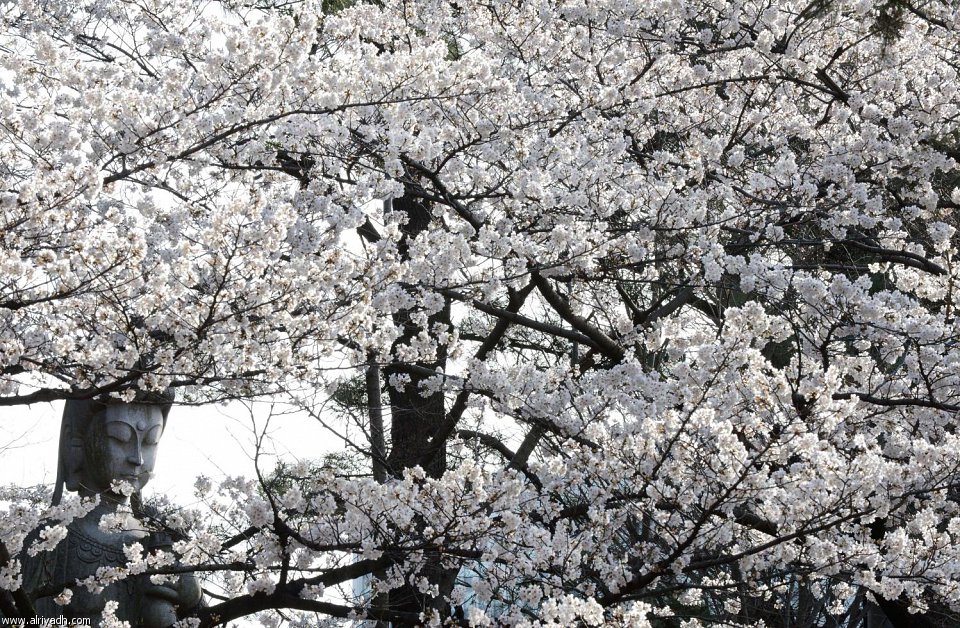 بالصور اليابان تستظل بـ"أشجار الكرز" 781401512910