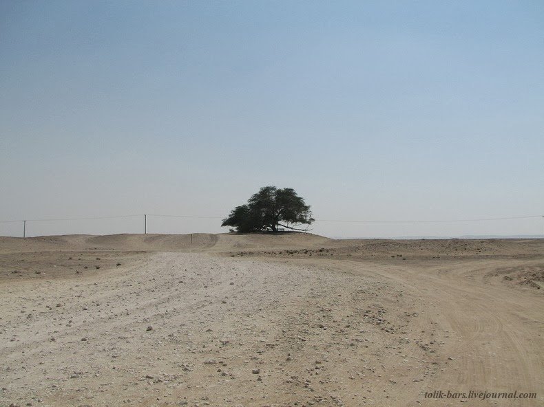 'El árbol de la vida' en peligro de muerte Watermarked_-_1385376713_8