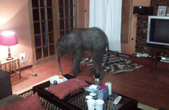 Un bebé elefante lejos de la manada 468255563c7cc9fbfabe45869e6cf1a4