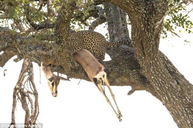 El almuerzo del leopardo en Serengeti 008