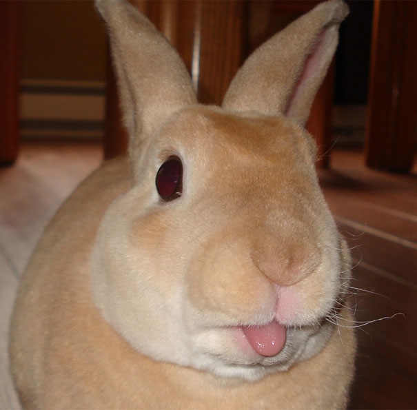 C'est pourtant pas "Lapinou Year" ....  Cute-bunnies-tongues-15b